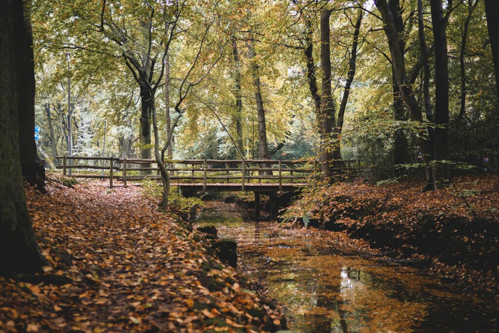 Bergerbos in Autumn