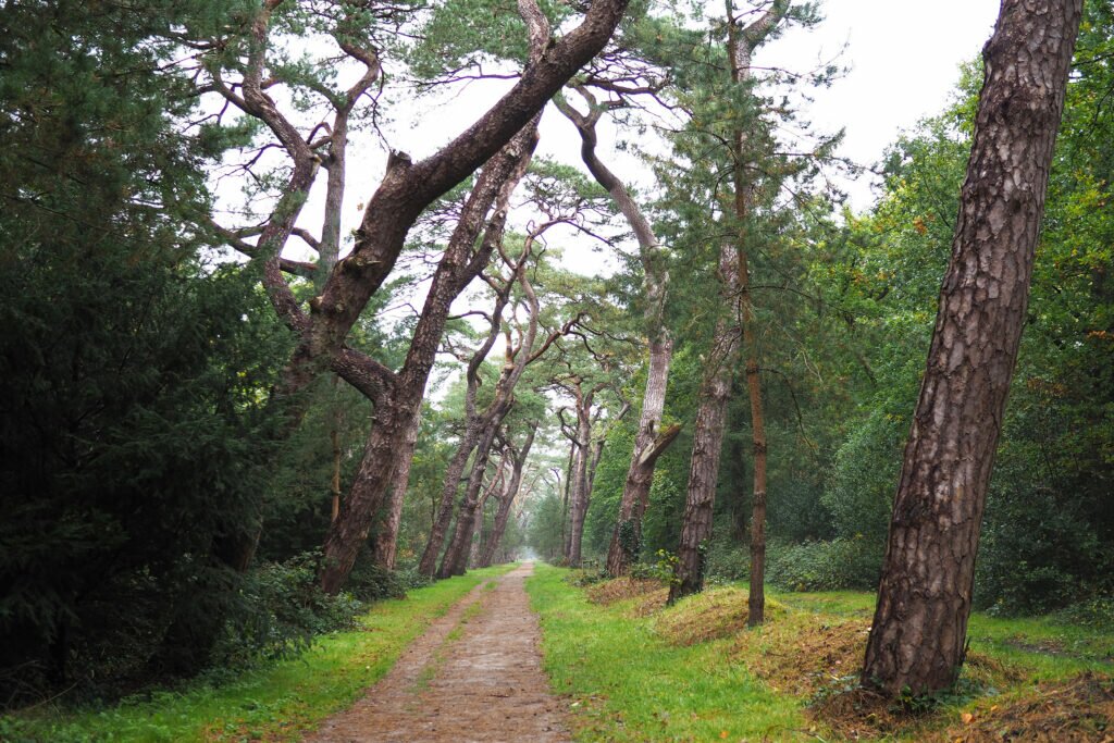 A walk in the forest