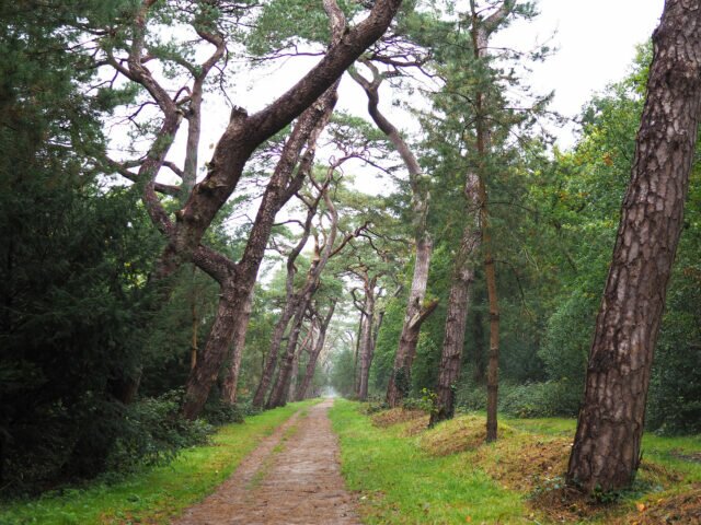 The Healing Power of the Forest