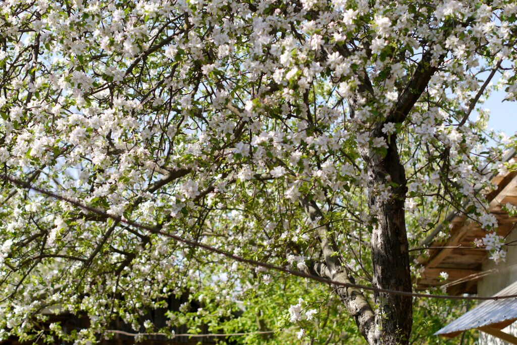 The apple tree