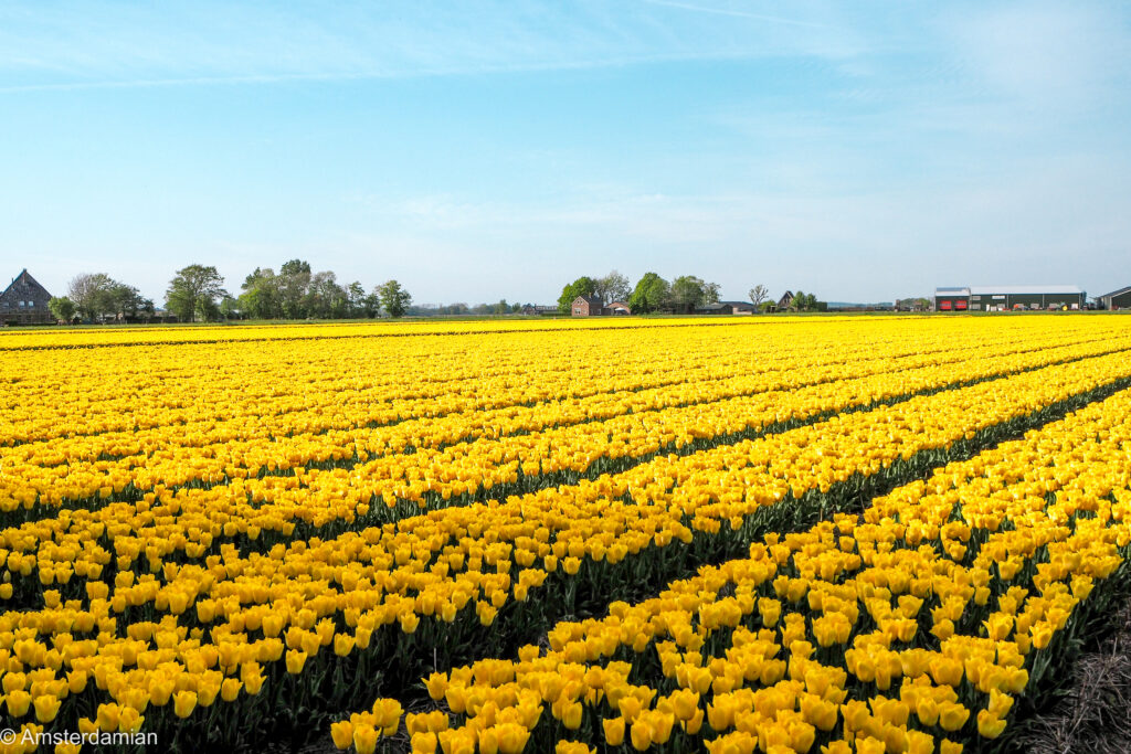 Bright yellow tulip field in the Netherlands on a sunny spring day
