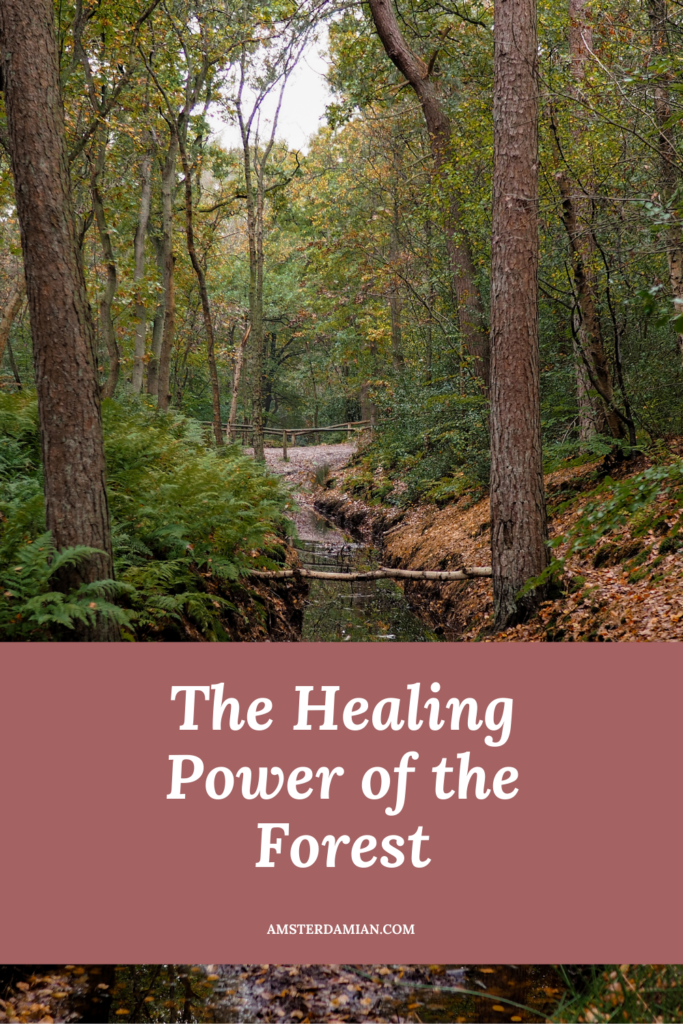 The healing power of the forest