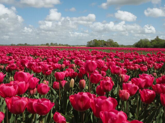 Cycling Through the Tulip Fields