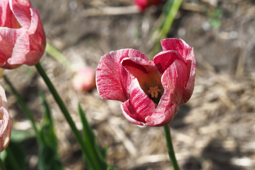 Tulip fields 12
