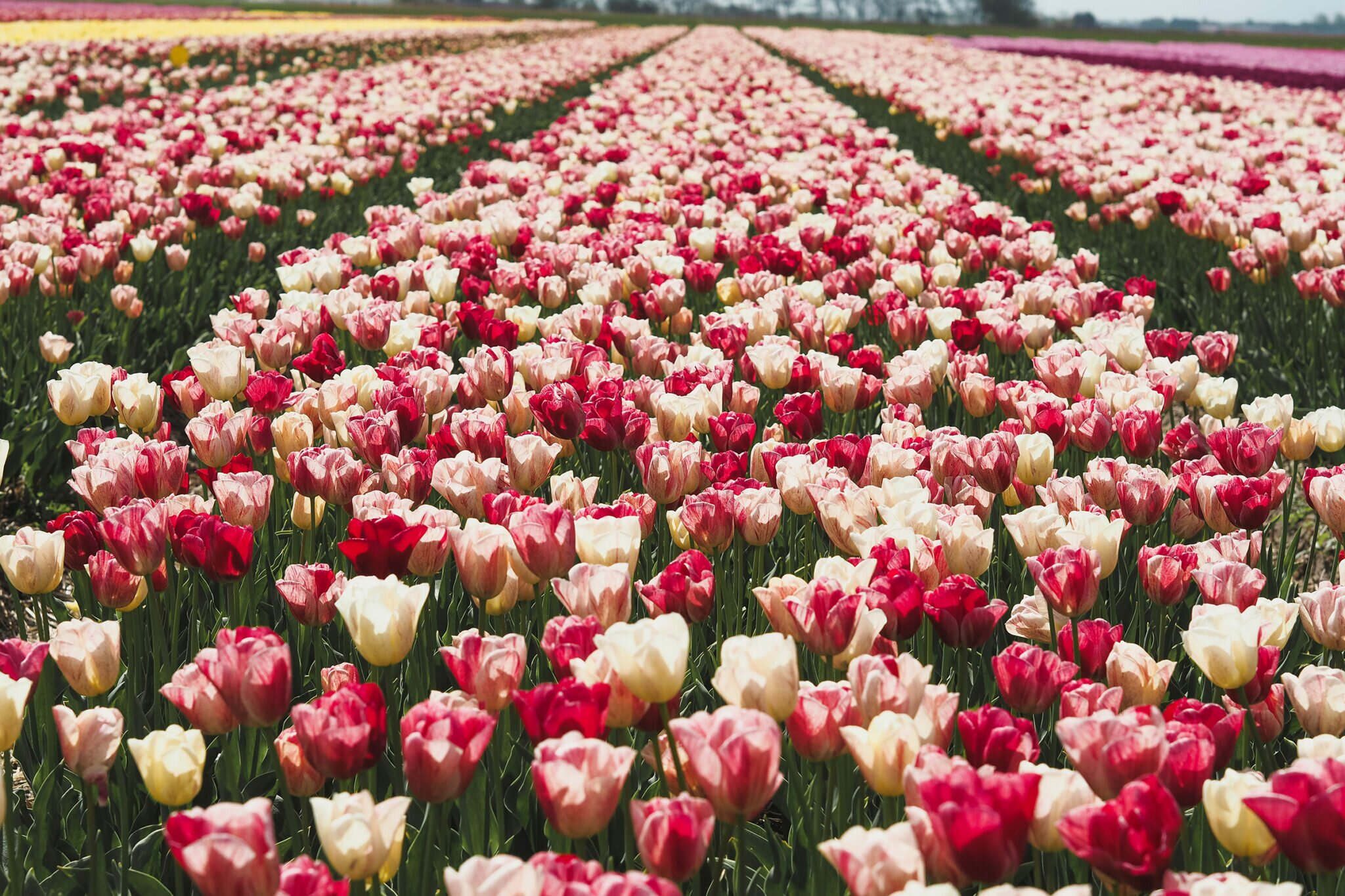 Visit the Dutch Tulip Fields a Complete Guide Amsterdamian