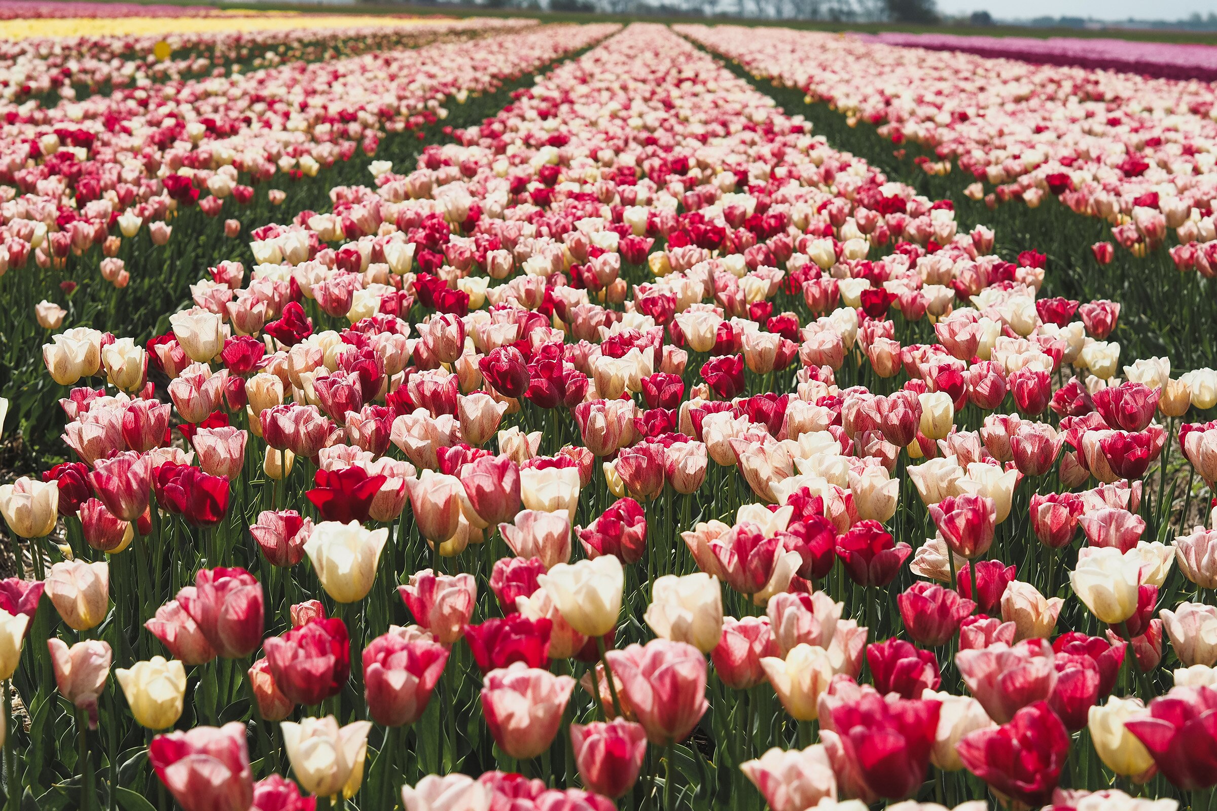 hd tulip fields amsterdam