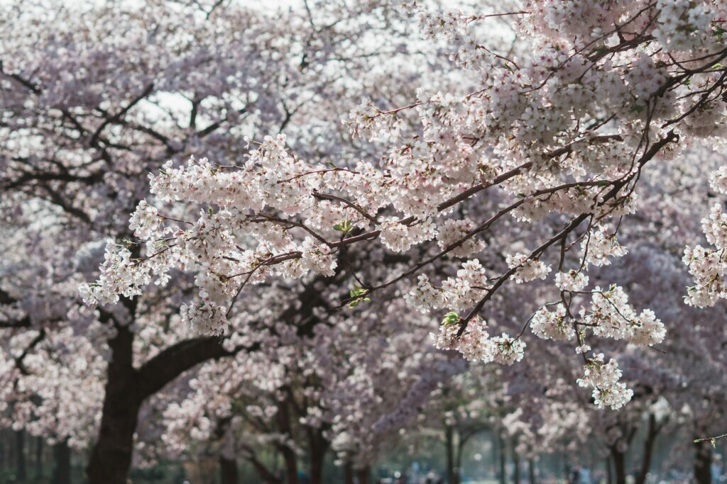 Cherry Blossom 06