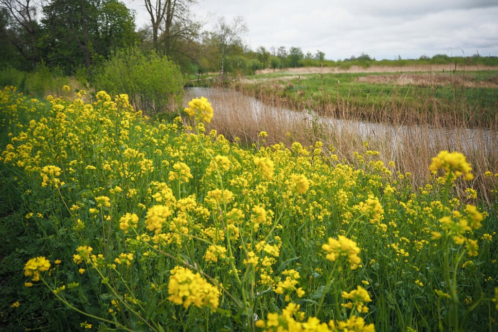 De Alde Feanen National Park