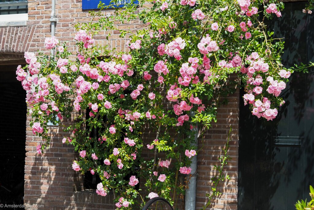 Roses in Amsterdam 01