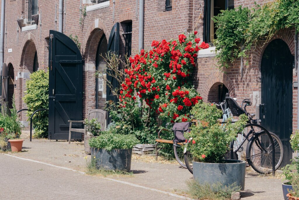 Roses in Amsterdam 05