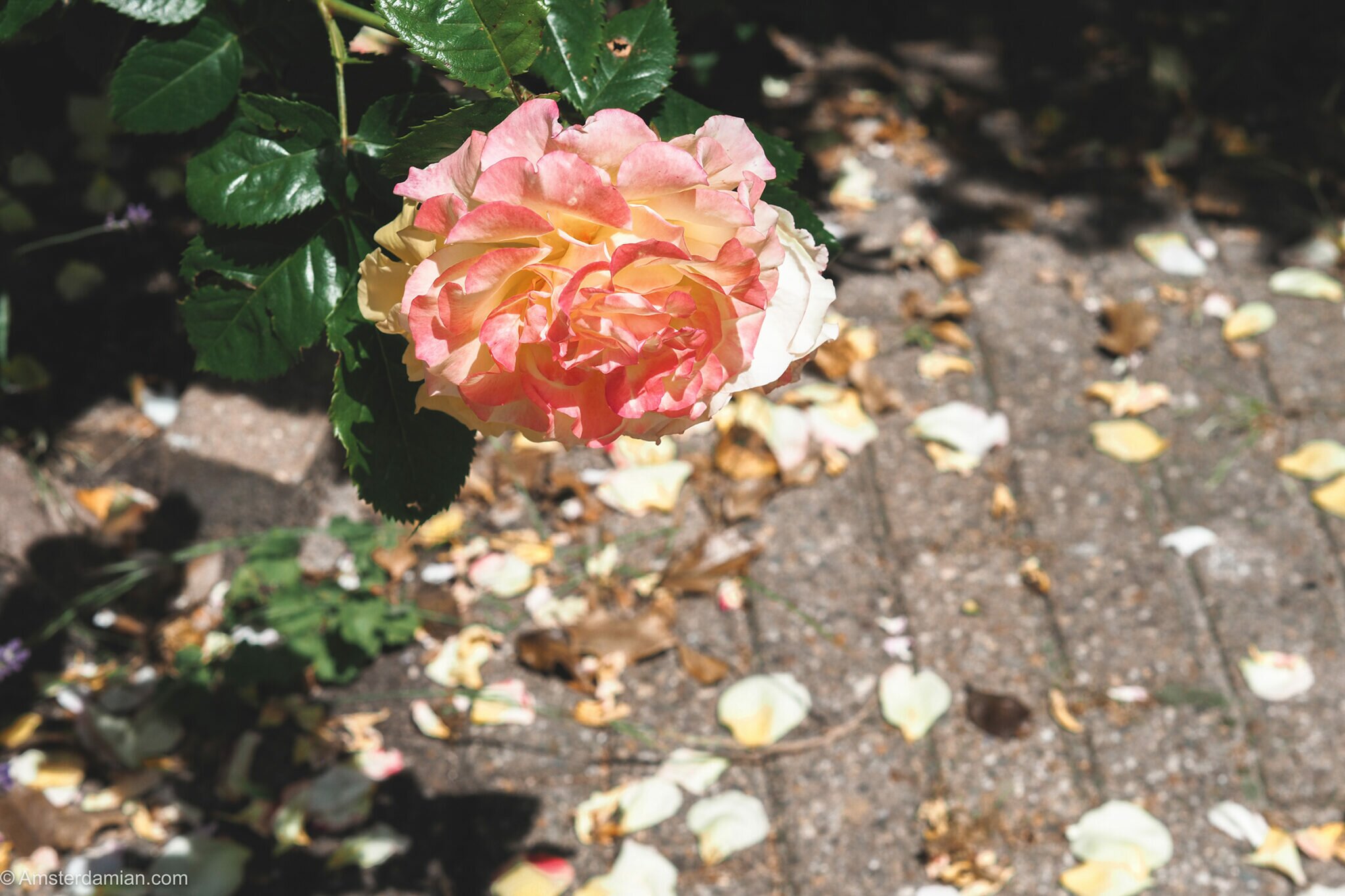 Amsterdam, the City of Roses Amsterdamian Amsterdam Blog