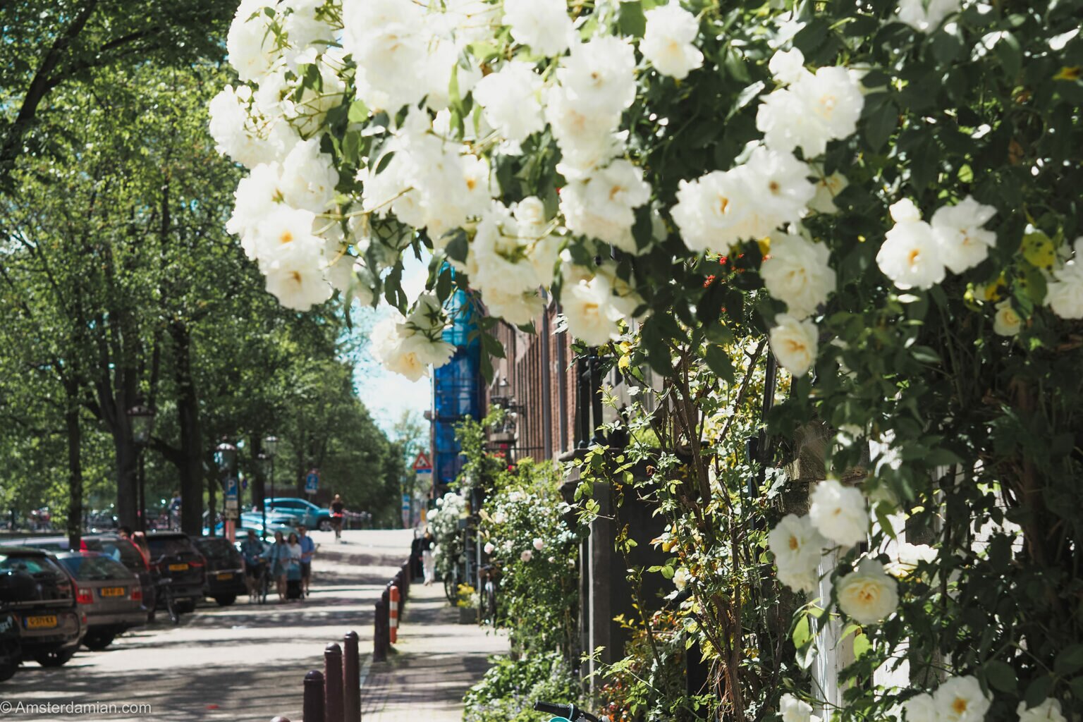 Amsterdam, the city of roses Amsterdamian