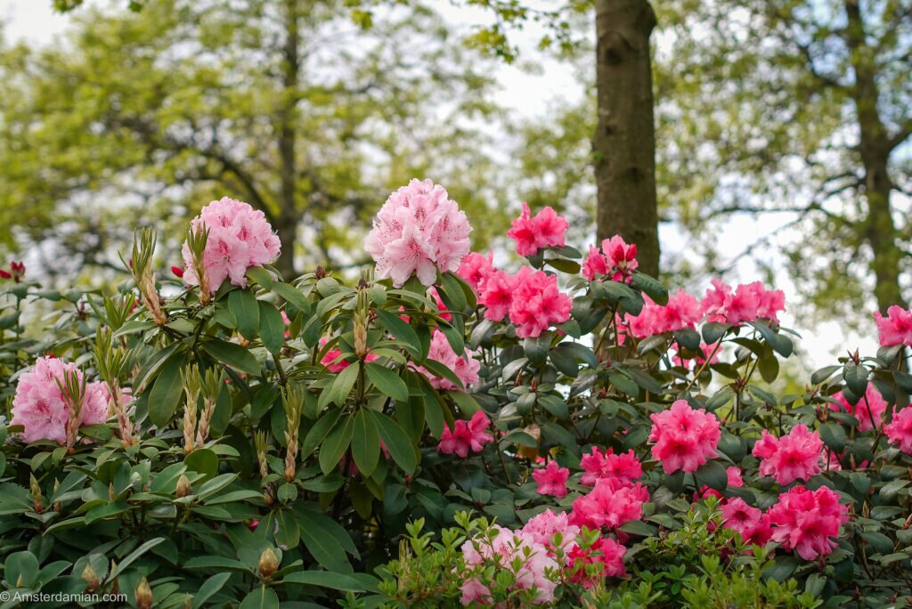 Rhododendrons