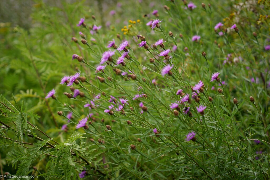 Wild flowers Frankendael