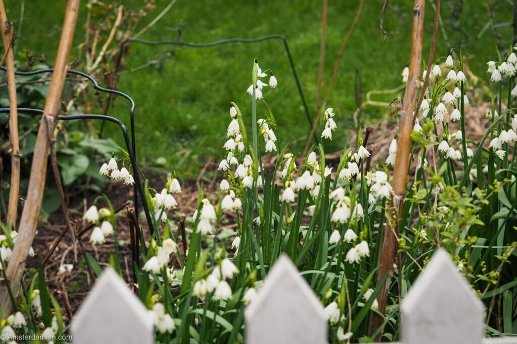 Spring flowers