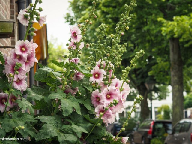 Hollyhock, the Queen of Midsummer
