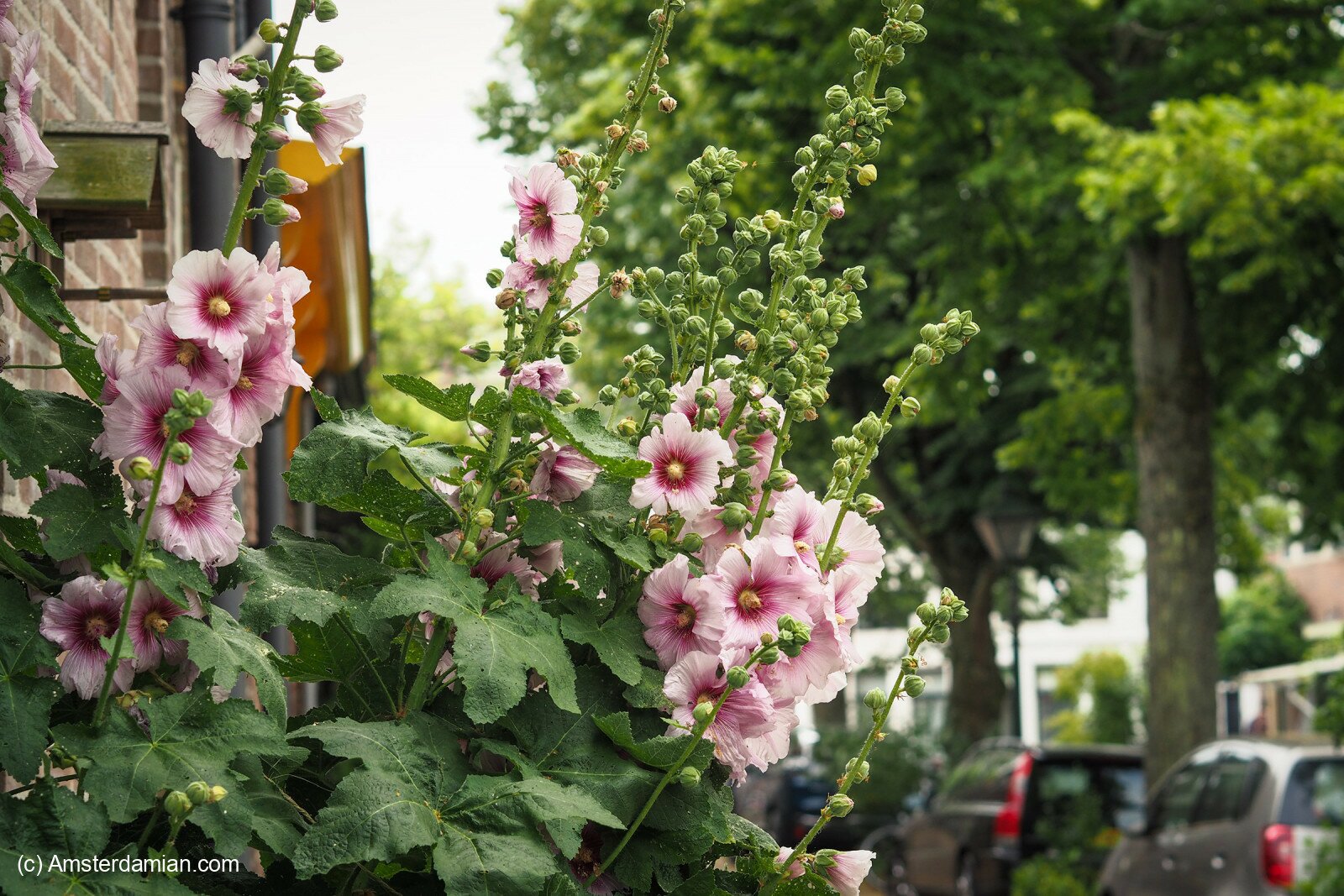 Hollyhock, the Queen of Midsummer