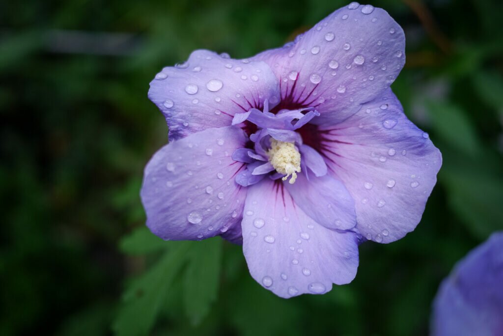 Hollyhock in the rain