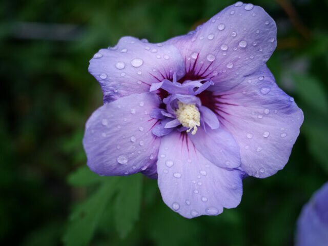 Flowers and Raindrops