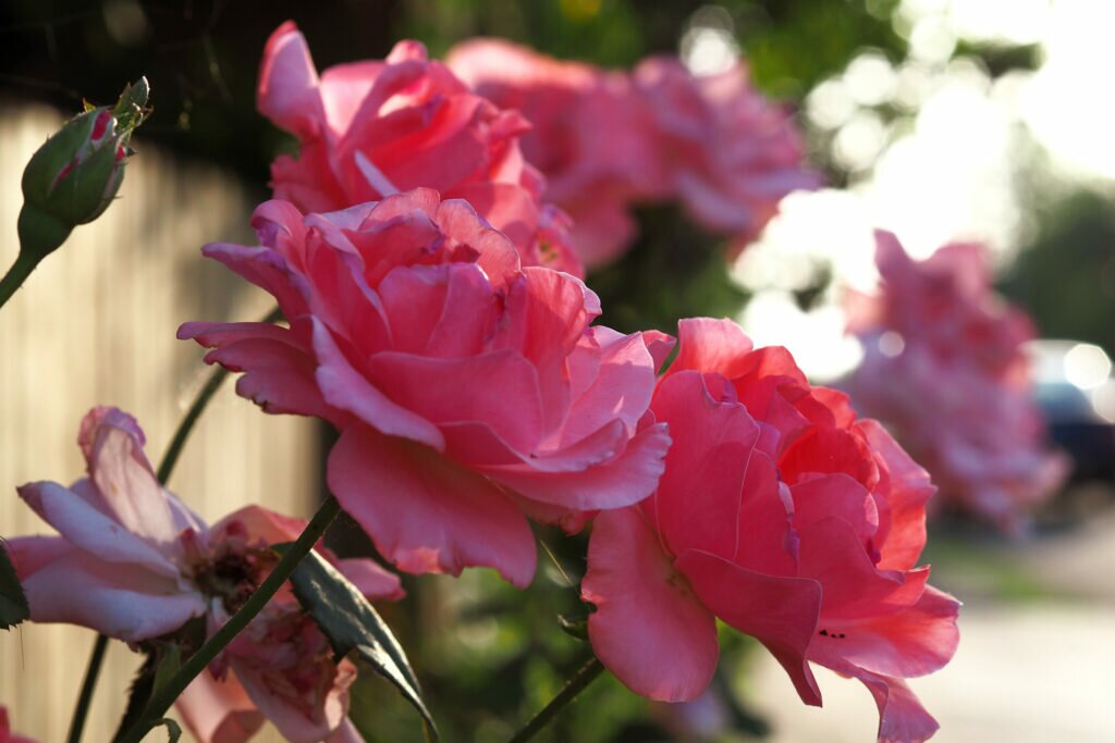 Roses in the morning light 03