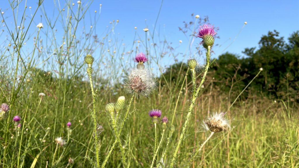 Wild flowers Romania