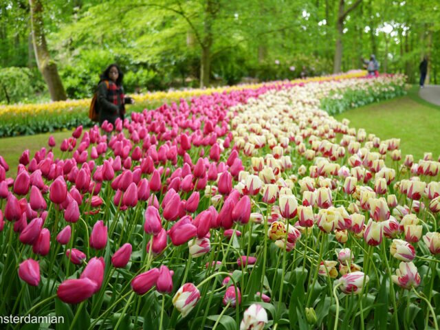 Discover the Dutch Provinces: South Holland