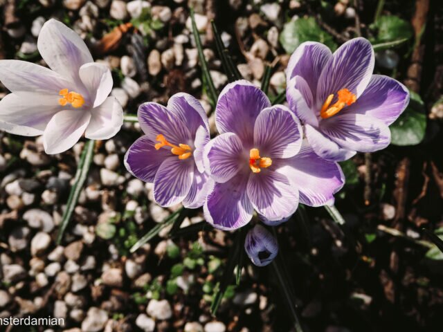 First Signs of Spring in the Netherlands