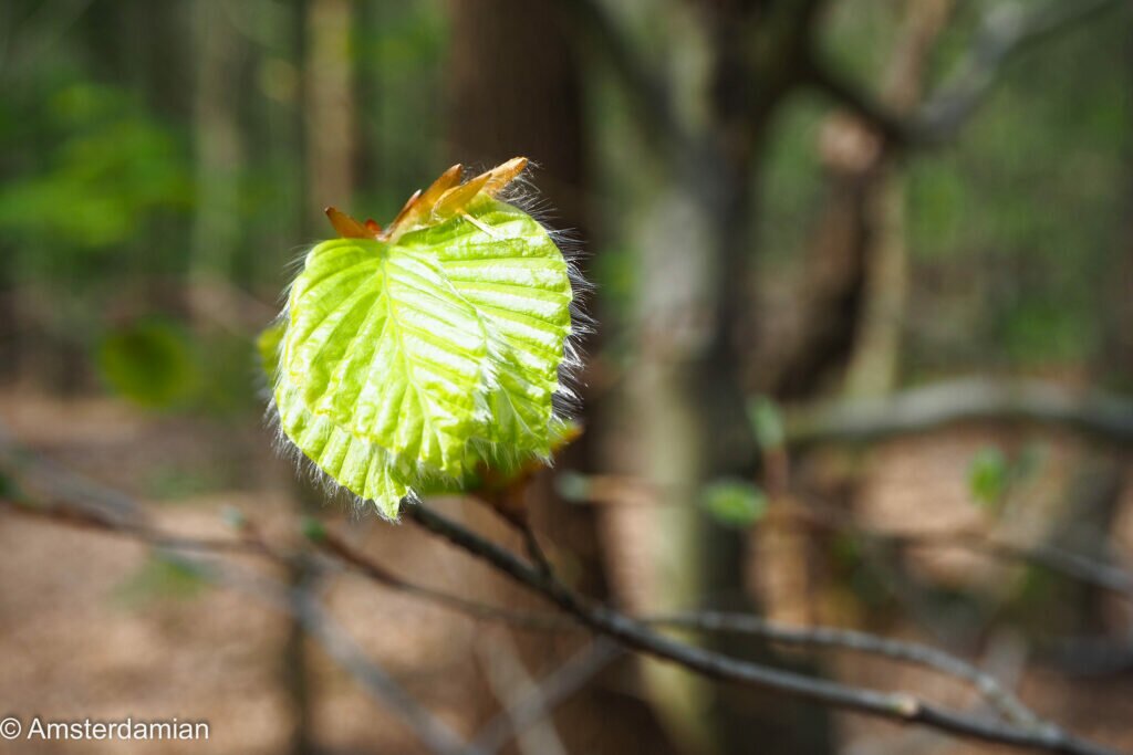 Signs of Spring 05