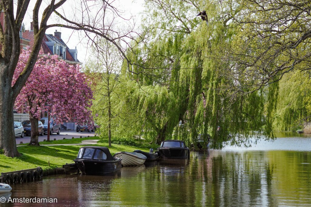 Cherry Blossom Alkmaar 01