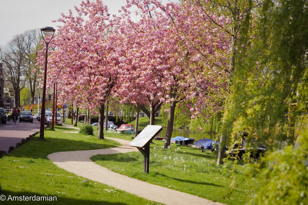 Cherry Blossom Alkmaar 02