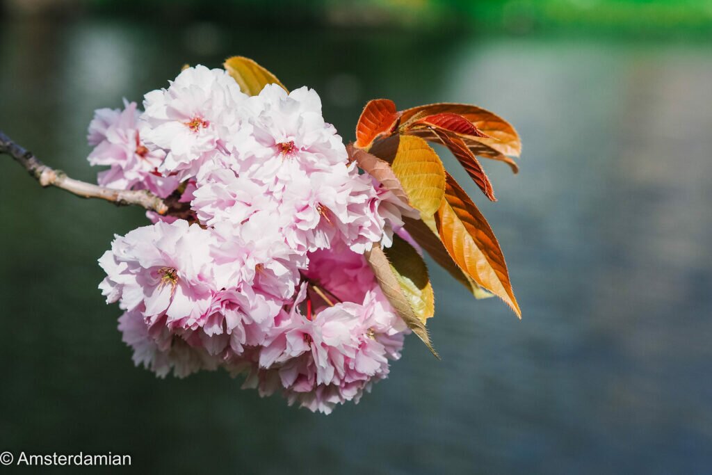 Cherry Blossom Alkmaar 04