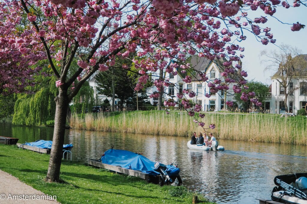 Cherry Blossom Alkmaar 03