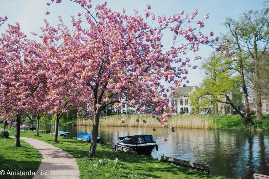 Cherry Blossom Alkmaar 06
