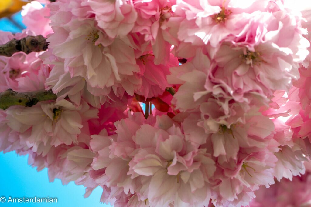 Cherry Blossom Alkmaar 05