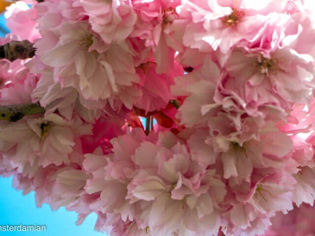 Spring Blossom