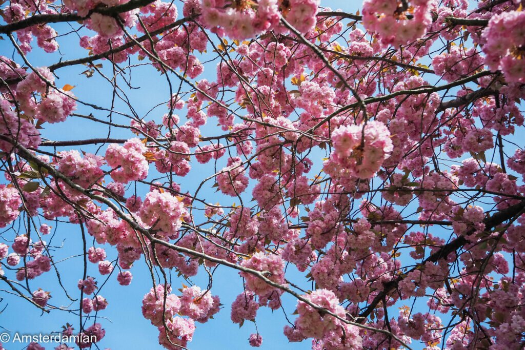 Cherry Blossom Alkmaar 07