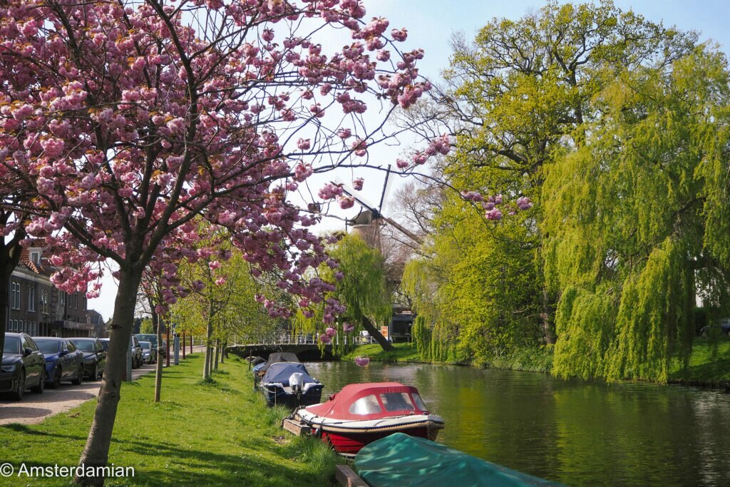 Cherry Blossom Alkmaar 13