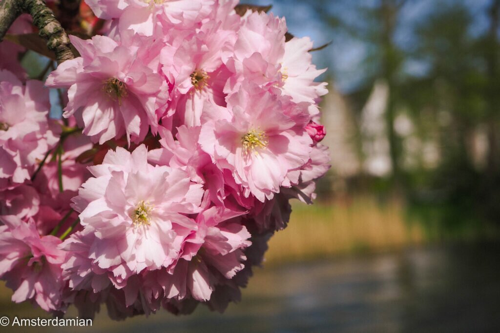 Cherry Blossom Alkmaar 09