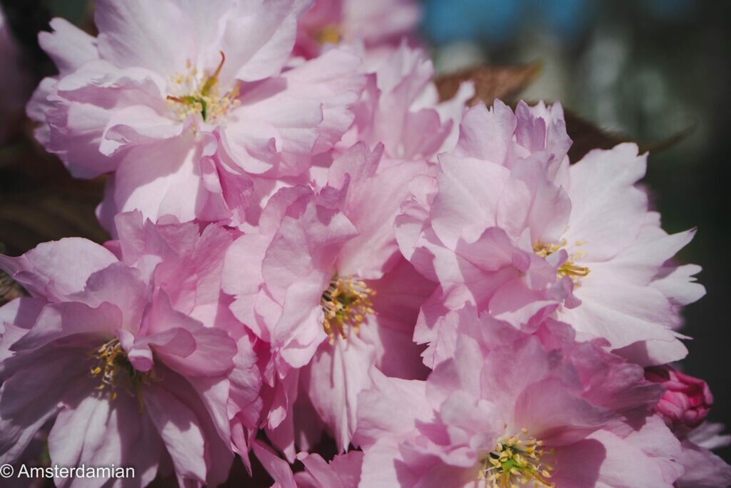 Cherry Blossom Alkmaar 10