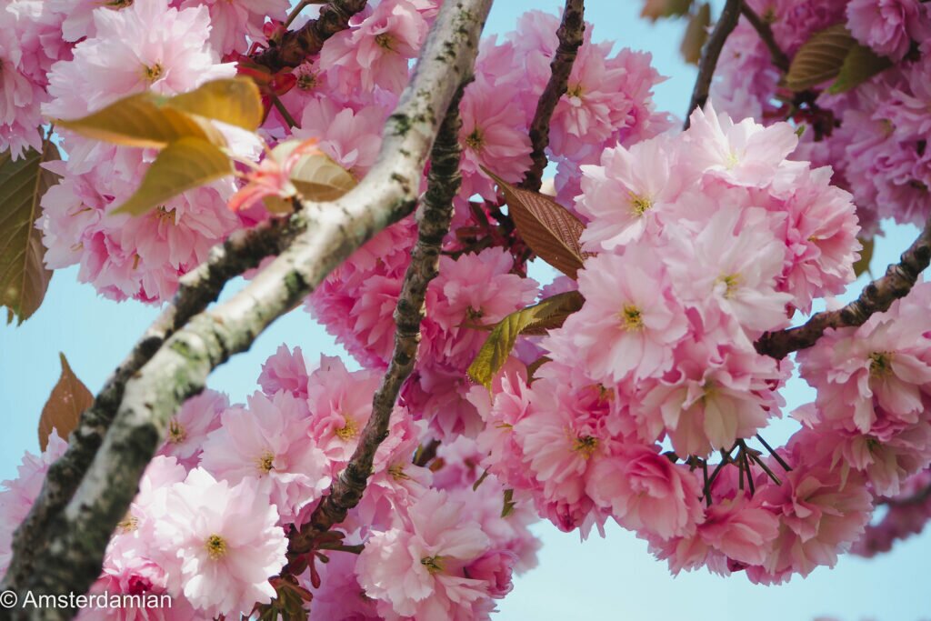 Cherry Blossom Alkmaar 12