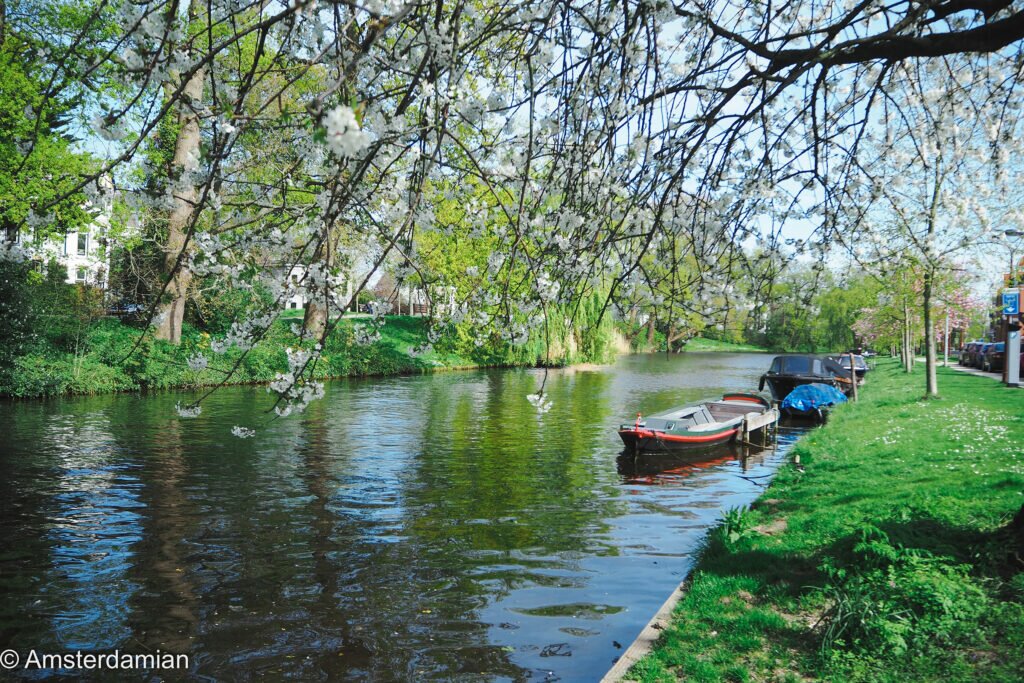 Cherry Blossom Alkmaar 11