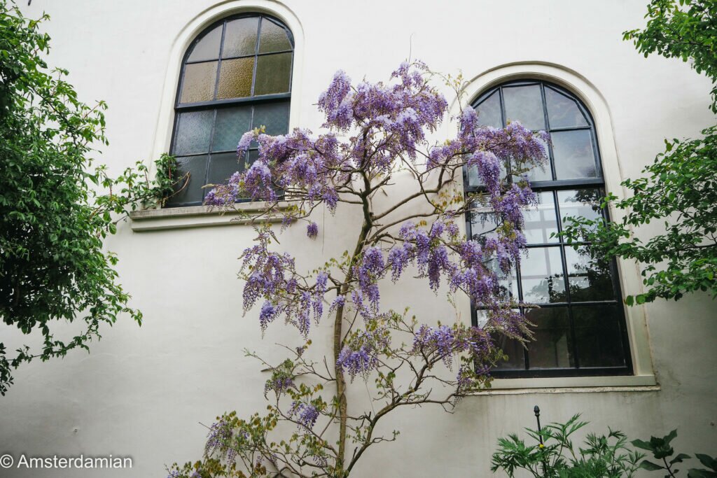 Amazing Wisteria