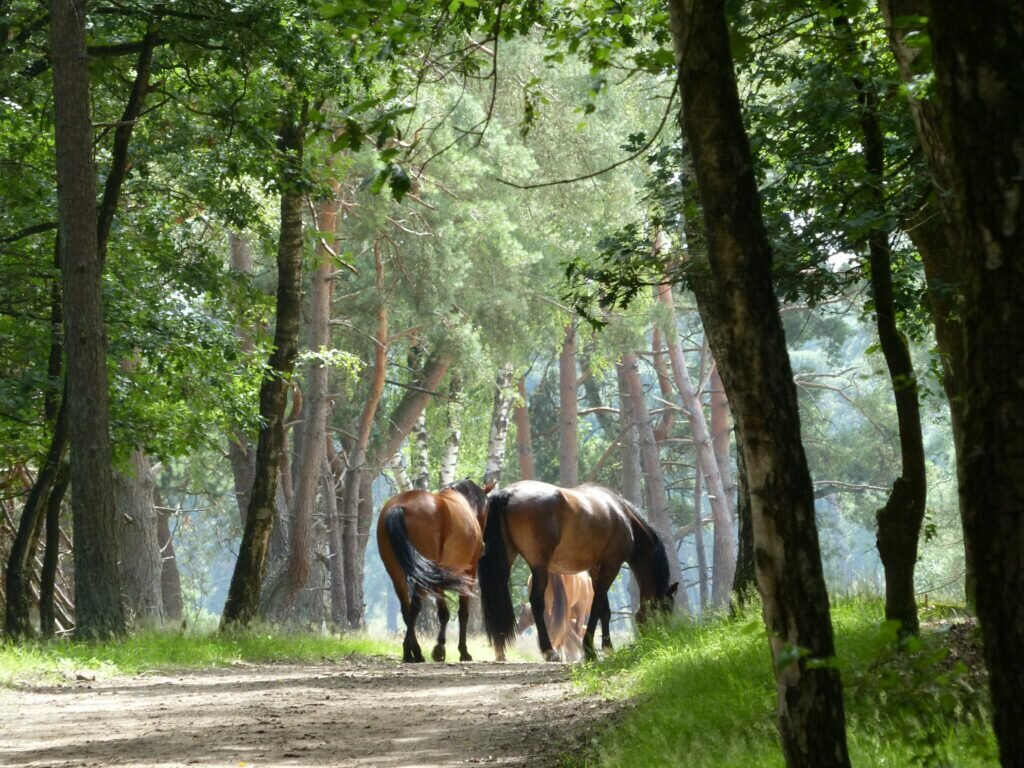 Veluwe