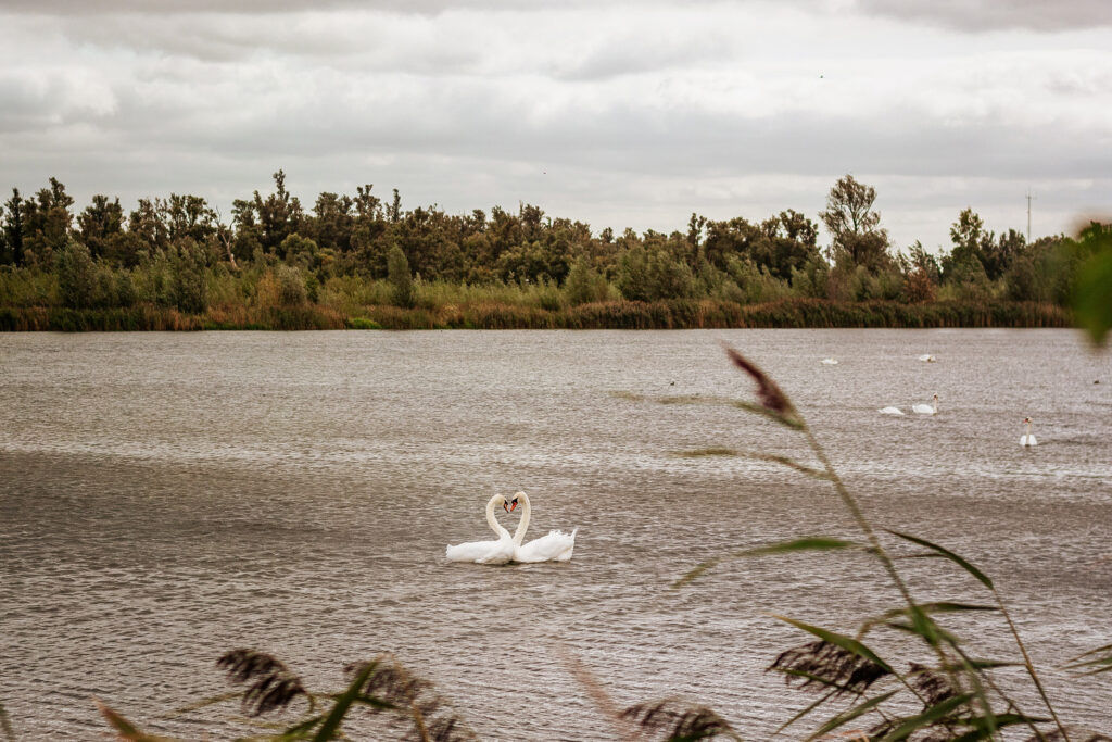 De Biesbosch 