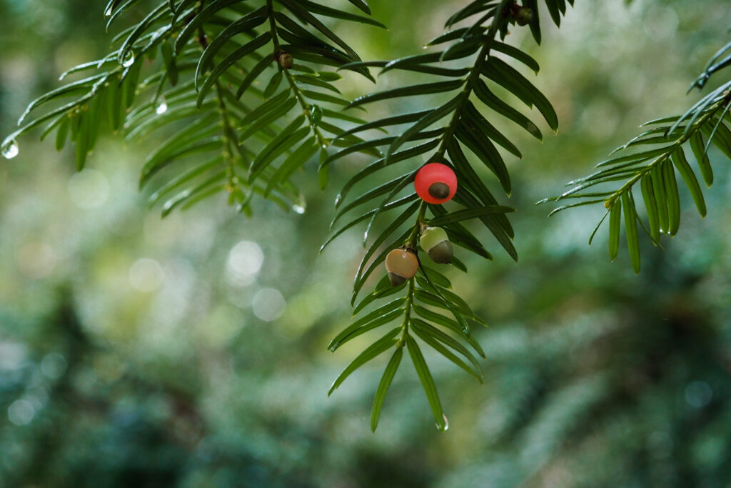 Walk in the forest 03