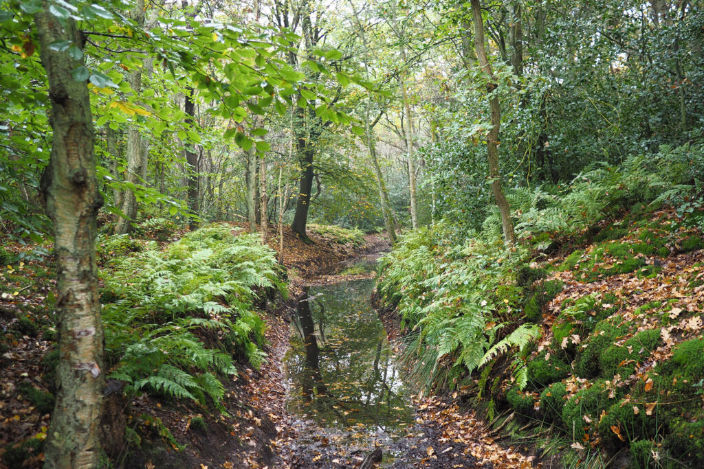 Walk in the forest 06