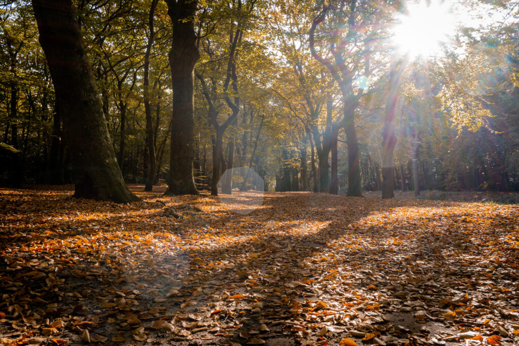 Autumn foliage