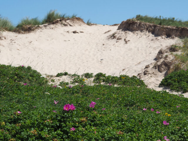 Exploring Dune Vegetation at Egmond aan Zee