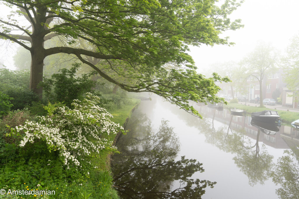 Foggy May Morning Alkmaar 02