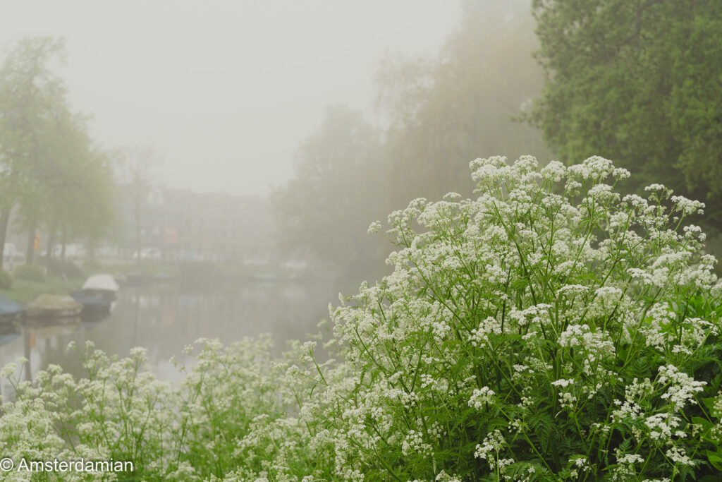 Foggy May Morning Alkmaar 07